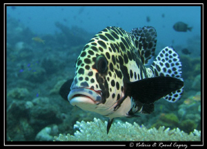 Nice encounter ... by Raoul Caprez 